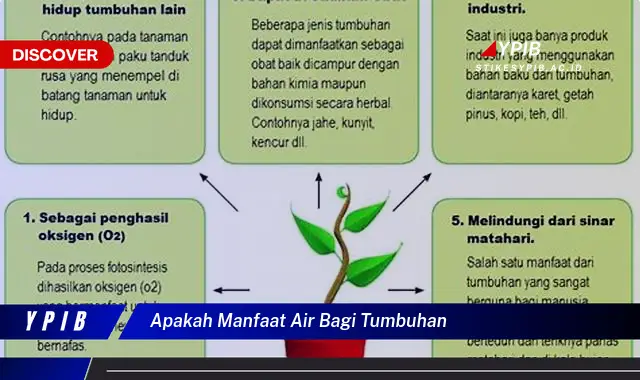 apakah manfaat air bagi tumbuhan