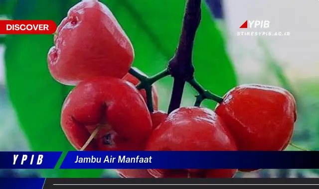 jambu air manfaat jambu air manfaat