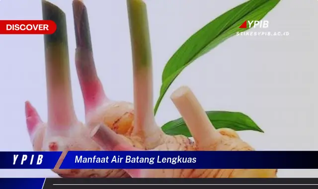 manfaat air batang lengkuas