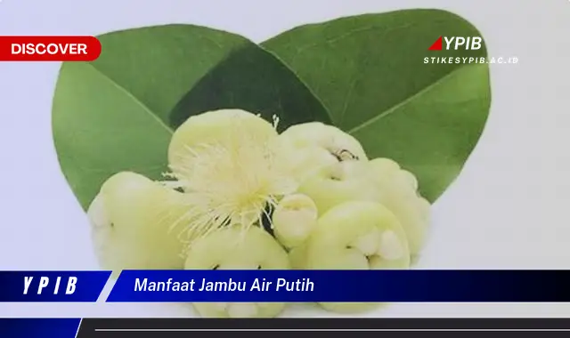 manfaat jambu air putih