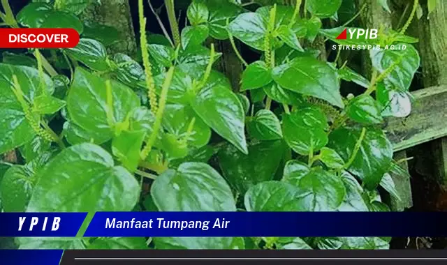 manfaat tumpang air