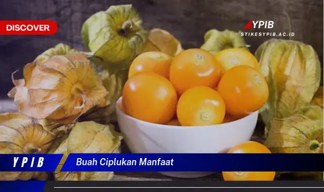 buah ciplukan manfaat