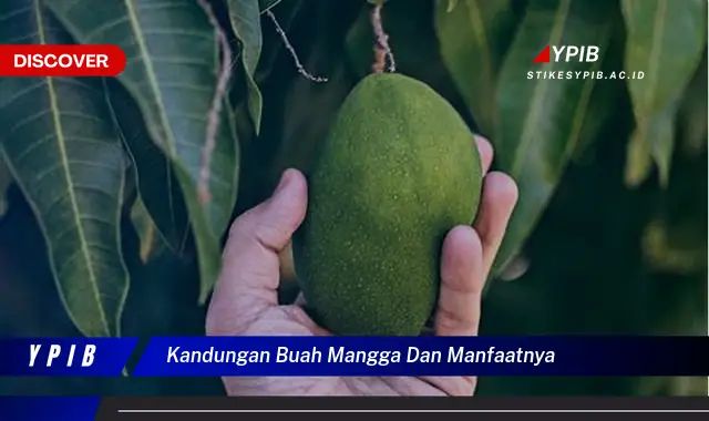 kandungan buah mangga dan manfaatnya