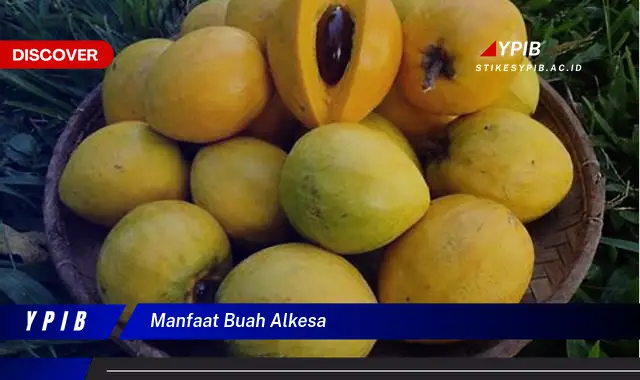 manfaat buah alkesa