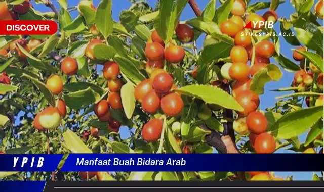 manfaat buah bidara arab