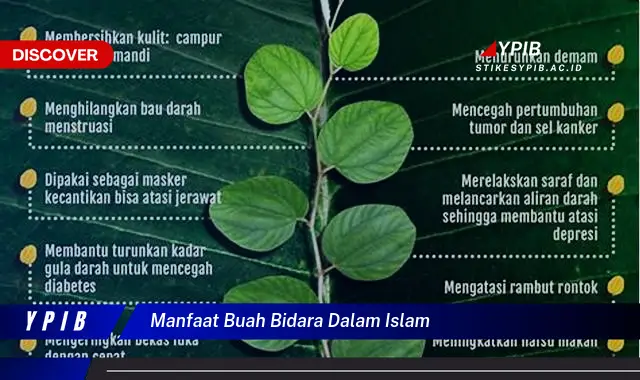 manfaat buah bidara dalam islam