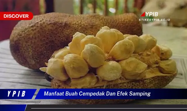 manfaat buah cempedak dan efek samping