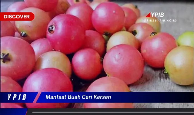 manfaat buah ceri kersen