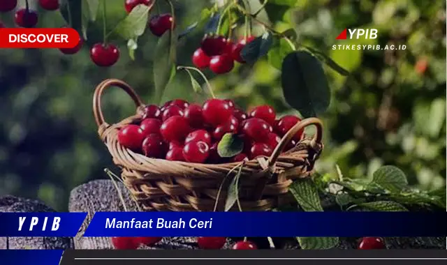 manfaat buah ceri