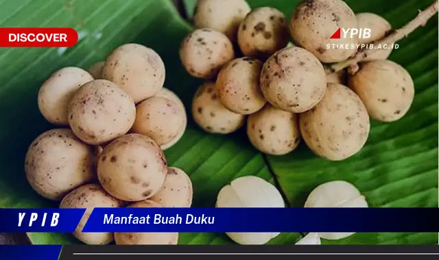 manfaat buah duku