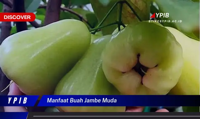 manfaat buah jambe muda