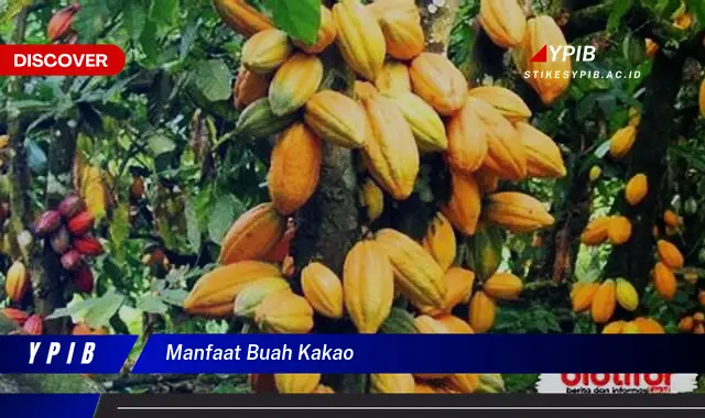 manfaat buah kakao