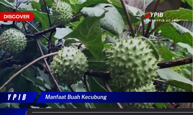 manfaat buah kecubung