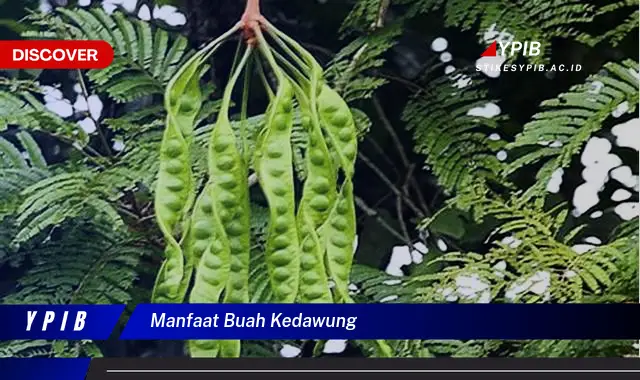 manfaat buah kedawung