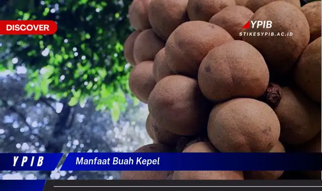 manfaat buah kepel