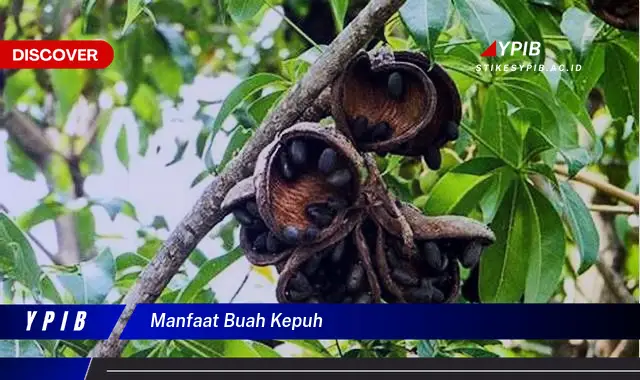 manfaat buah kepuh