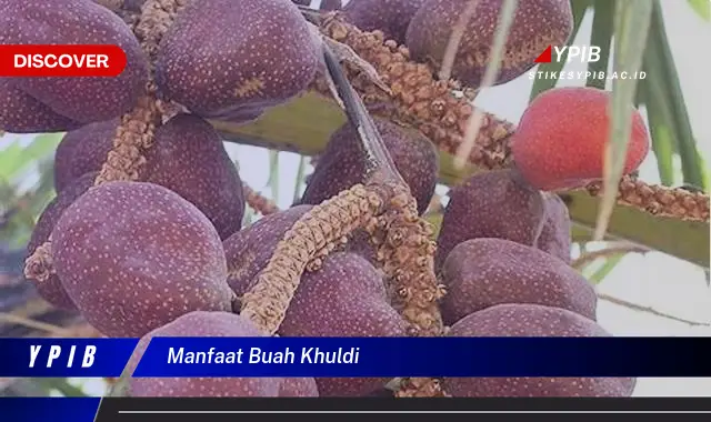 manfaat buah khuldi