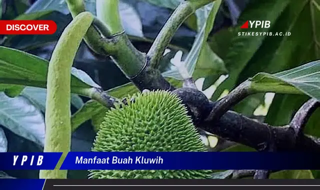 manfaat buah kluwih