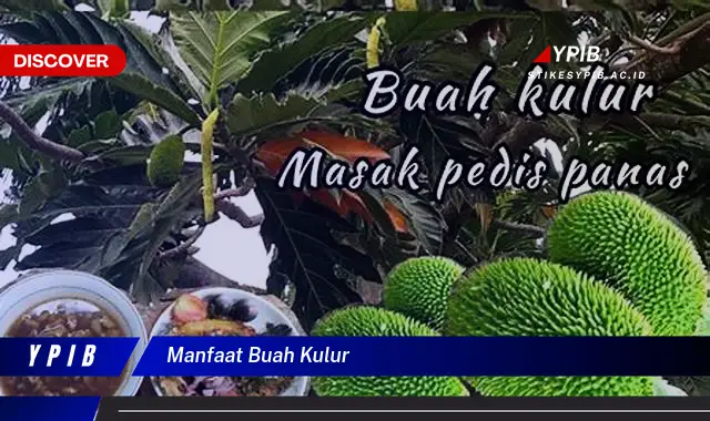 manfaat buah kulur