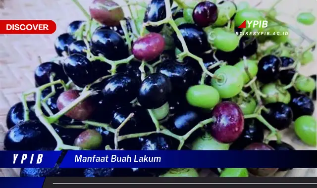 manfaat buah lakum