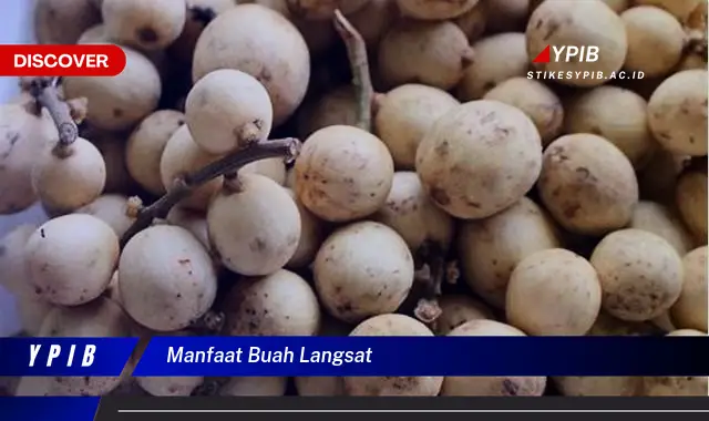 manfaat buah langsat