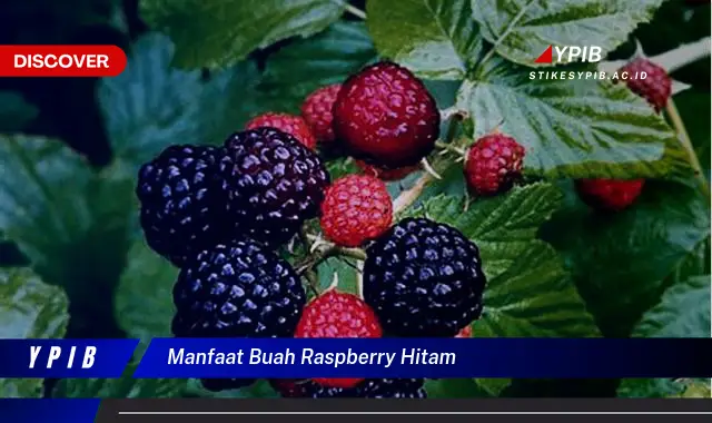 manfaat buah raspberry hitam