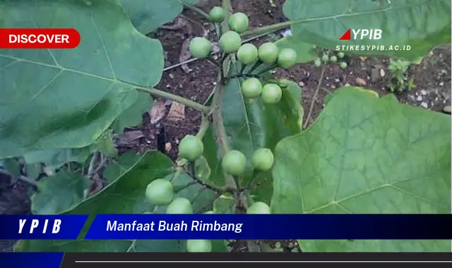 manfaat buah rimbang