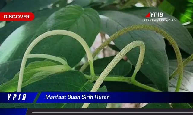 manfaat buah sirih hutan