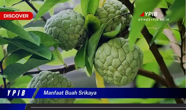 manfaat buah srikaya