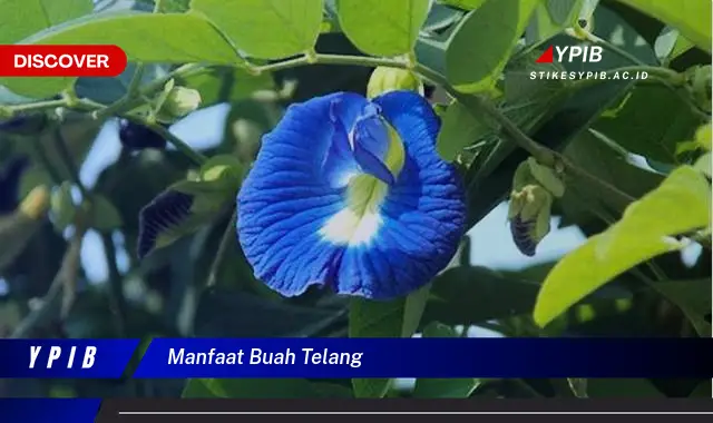 manfaat buah telang