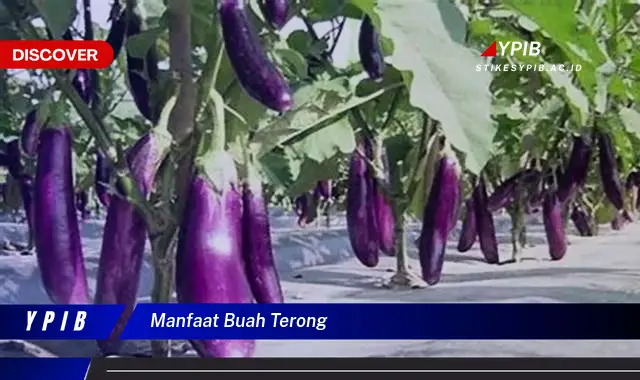 manfaat buah terong