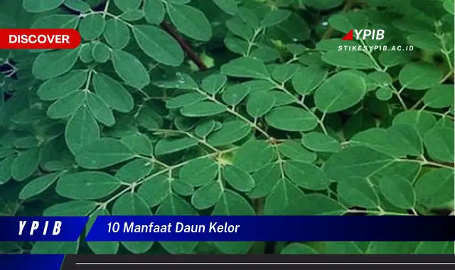 10 Manfaat Daun Kelor untuk Kesehatan Anda