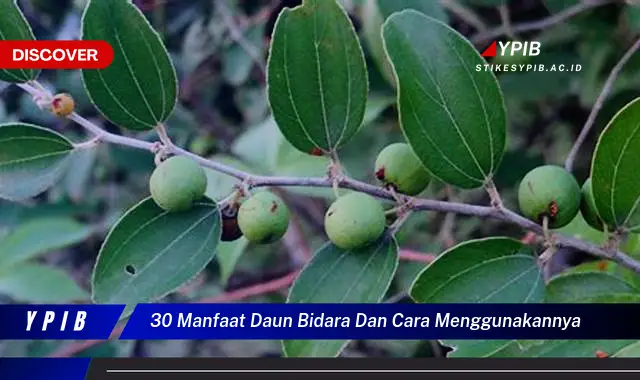 Temukan 30 Keajaiban Daun Bidara & Cara Pakainya