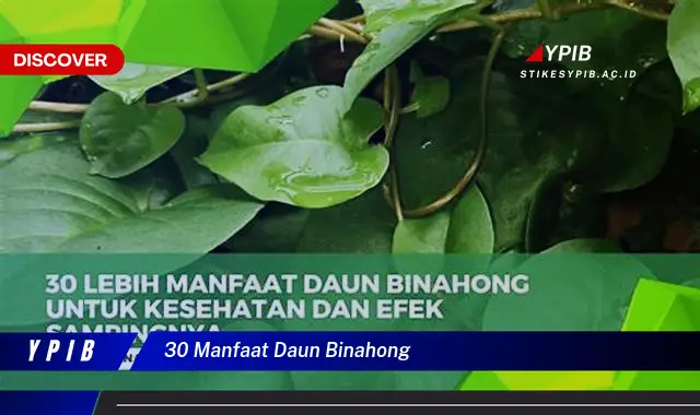 30 manfaat daun binahong