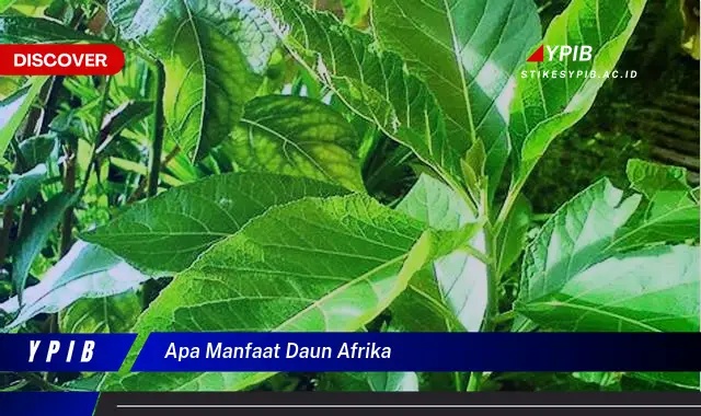 apa manfaat daun afrika