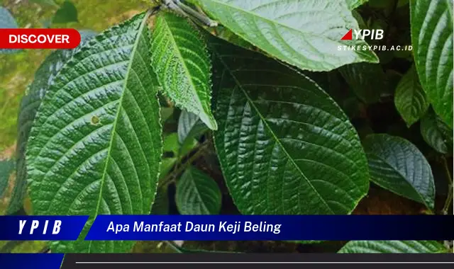 Ketahui 10 Manfaat Daun Keji Beling untuk Kesehatan Anda