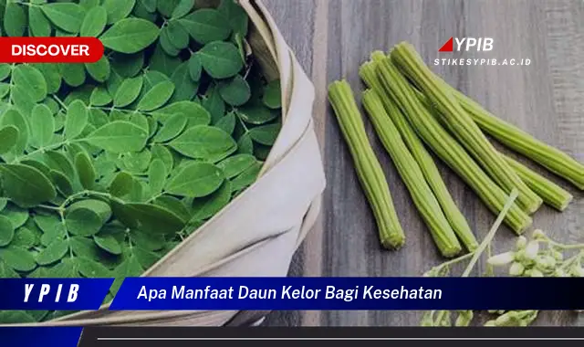 apa manfaat daun kelor bagi kesehatan