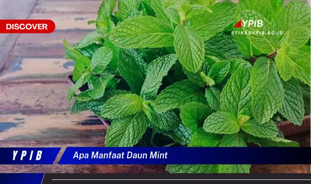 Ketahui 8 Manfaat Daun Mint, Untuk Kesehatan, Kecantikan, dan Lainnya