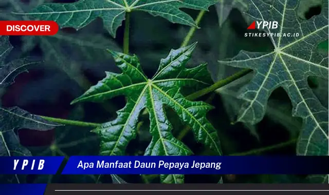 Ketahui 10 Manfaat Daun Pepaya Jepang untuk Kesehatan Anda