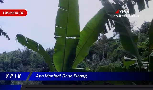 apa manfaat daun pisang