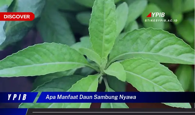 apa manfaat daun sambung nyawa