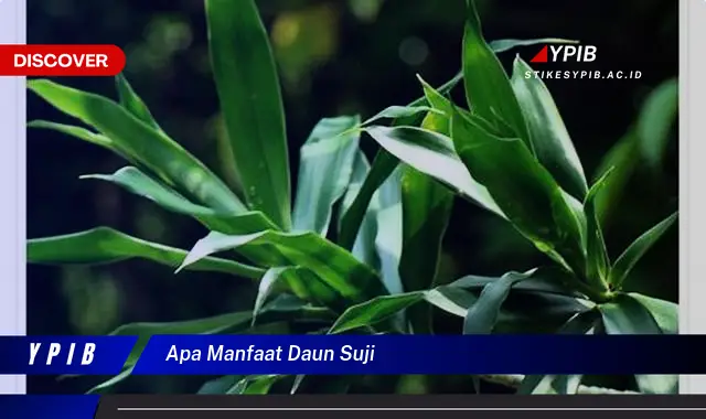 Ketahui 9 Manfaat Daun Suji untuk Kesehatan, Kecantikan, dan Masakan