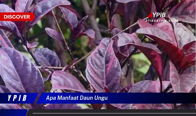 apa manfaat daun ungu