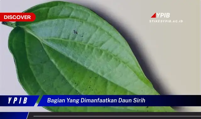 Ketahui 10 Manfaat Bagian yang Dimanfaatkan Daun Sirih untuk Kesehatan dan Kecantikan