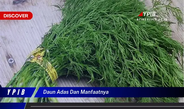 Ketahui 8 Manfaat Daun Adas untuk Kesehatan Tubuh Anda