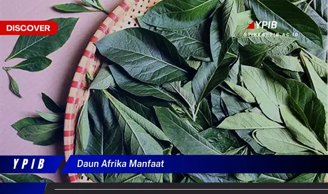 Ketahui 8 Manfaat Daun Afrika untuk Kesehatan Anda