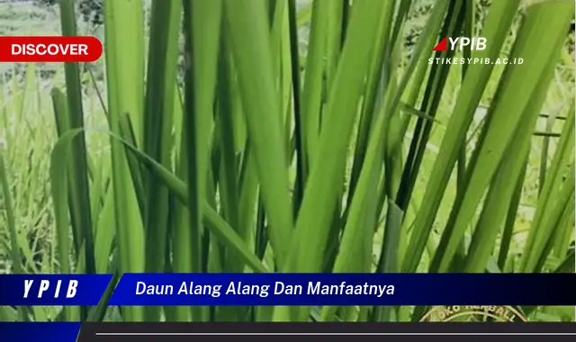 daun alang alang dan manfaatnya