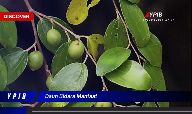 daun bidara manfaat