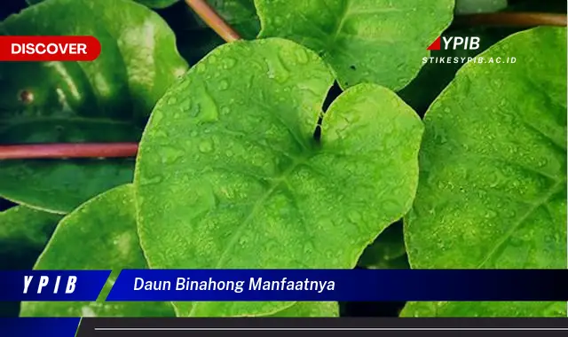 10 Manfaat Daun Binahong yang Jarang Diketahui