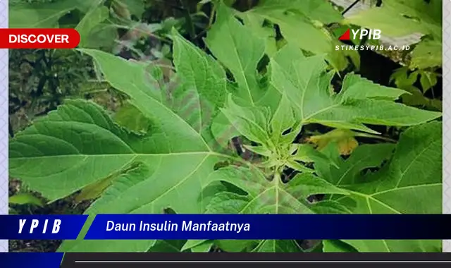 9 Manfaat Daun Insulin: Kontrol Gula Darah Alami